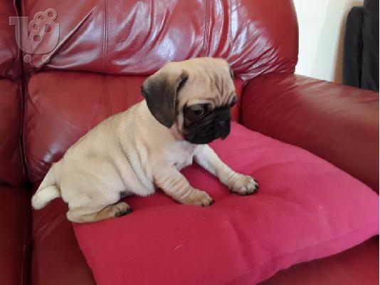 PoulaTo: Όμορφα κουτάβια Pug για καλό σπίτι